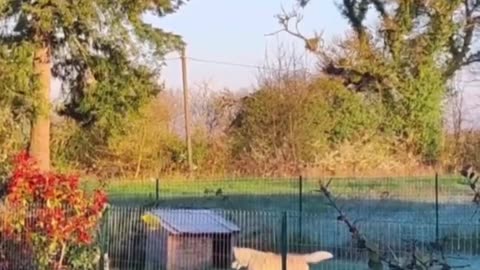 Things I wasn't expecting to see today, a dog & a rabbit playing together
