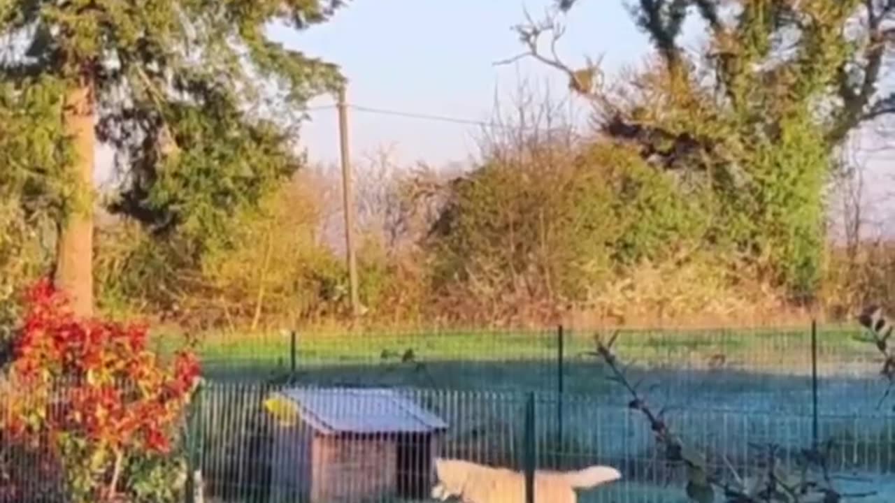 Things I wasn't expecting to see today, a dog & a rabbit playing together