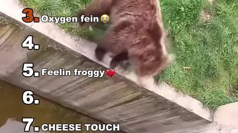 Funny Animal Moments
