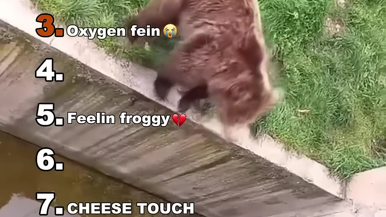 Funny Animal Moments