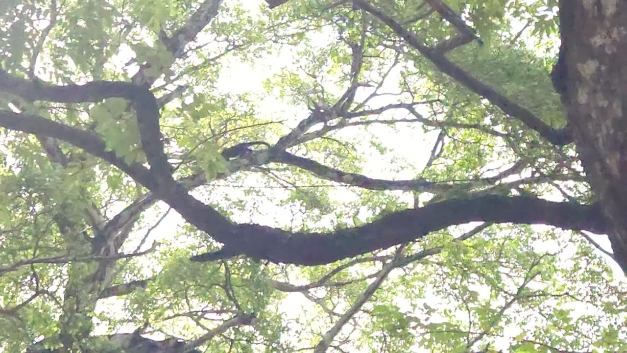 Monkeys at La luna restaurant