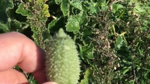 bitter melon