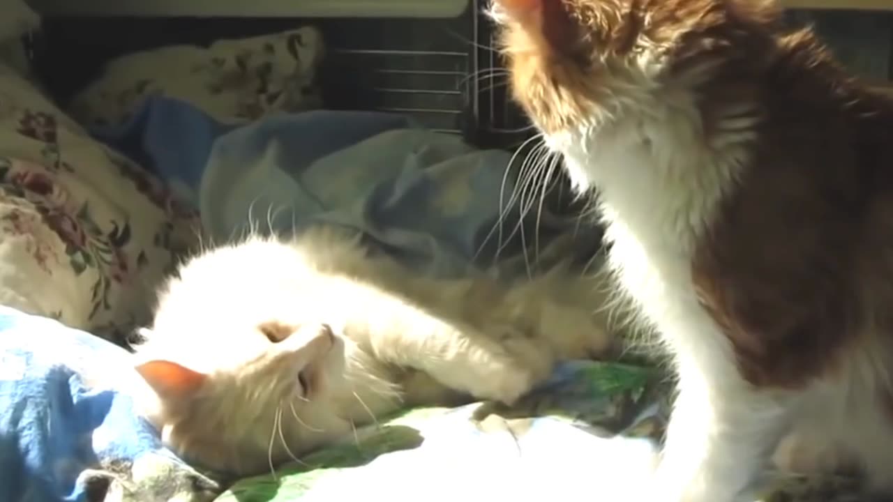 Cat Comedy Chaos | Pawfect LOLs #13