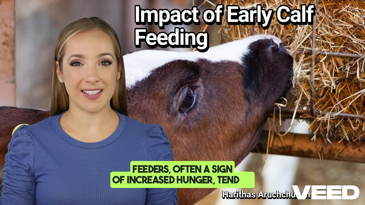 Does Calf Feeding Behavior Impact Future Milk Production