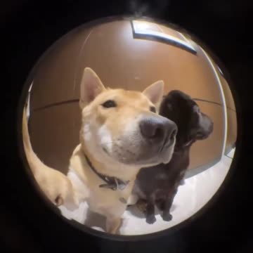 He brought a friend home..