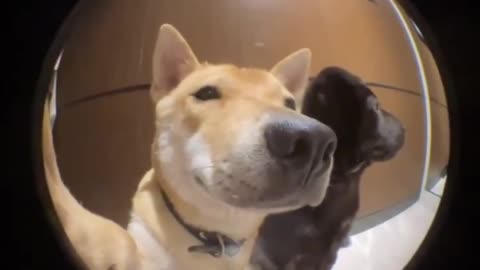 He brought a friend home..
