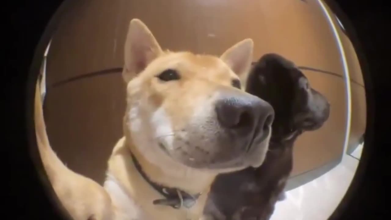 He brought a friend home..