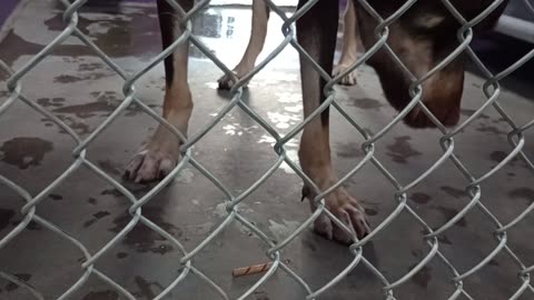Jax 1y Pet Id 946904 kennel 26 HSSAZ shelter Jax is a really groovy guy in my eyes2025829166