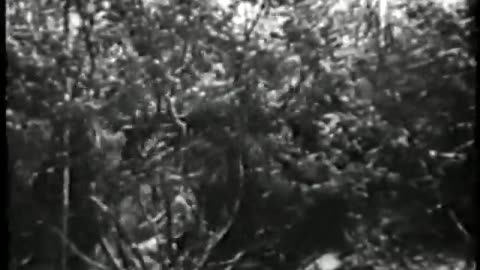 German Newsreel 491 - January 31, 1940