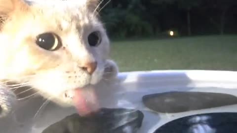 Cat Sneaks Drink From Birdbath