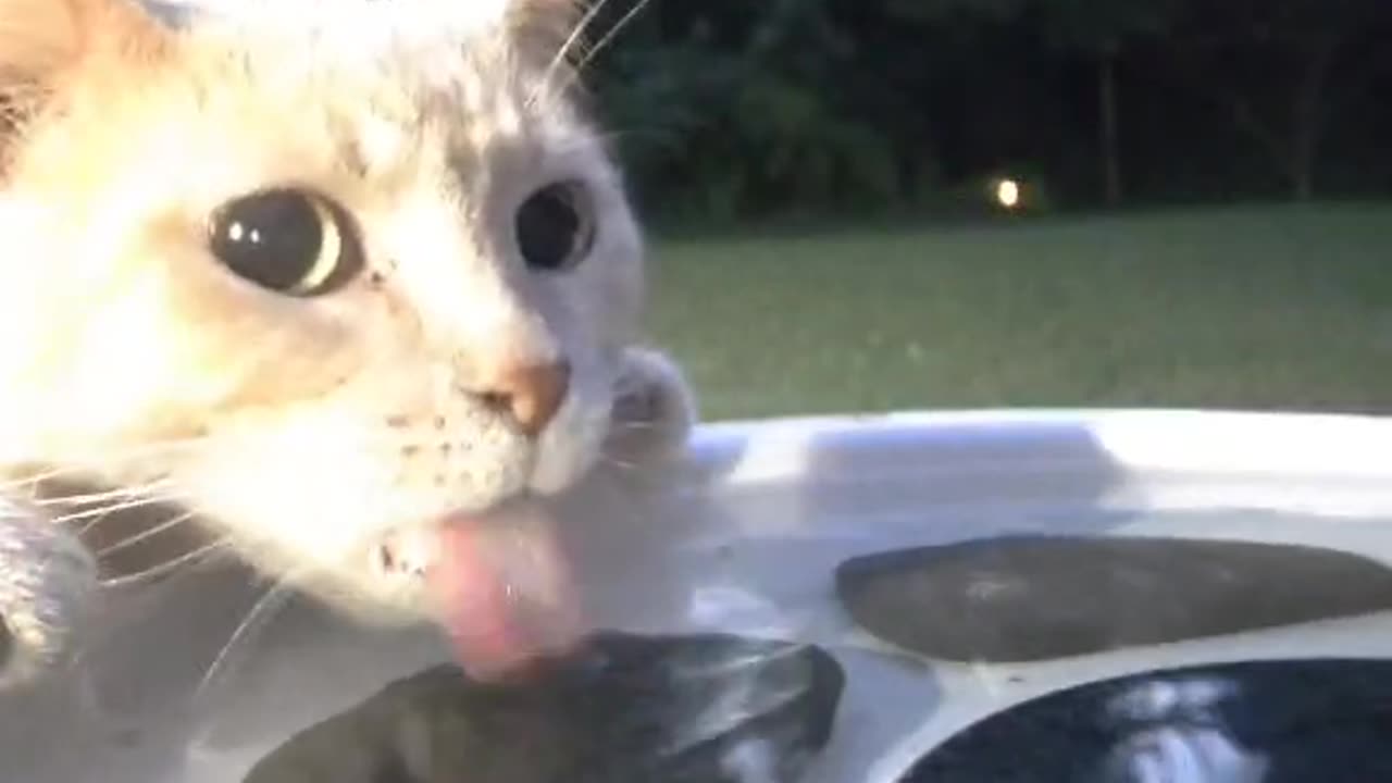 Cat Sneaks Drink From Birdbath