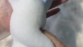 Cat Squishy Toy