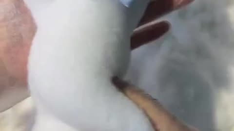 Cat Squishy Toy
