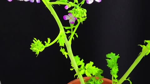 Radish Grow In Just Water From Store Bought