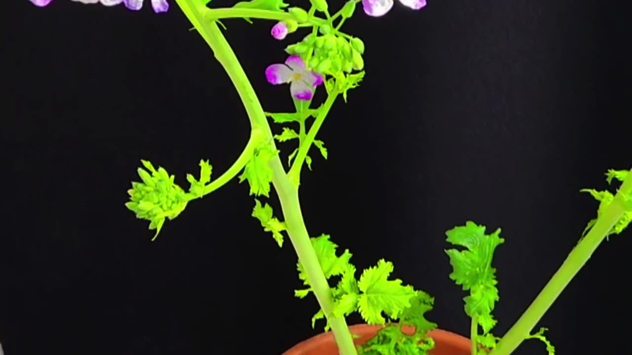 Radish Grow In Just Water From Store Bought