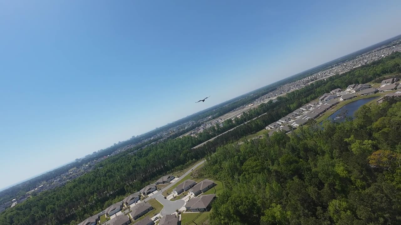 🦅 Shining Star 🦅