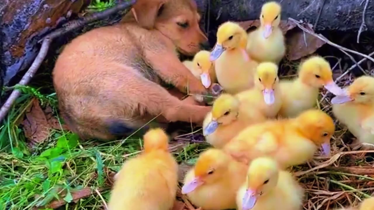 This dog is so silly, he was asked to look after the ducklings but instead he slept