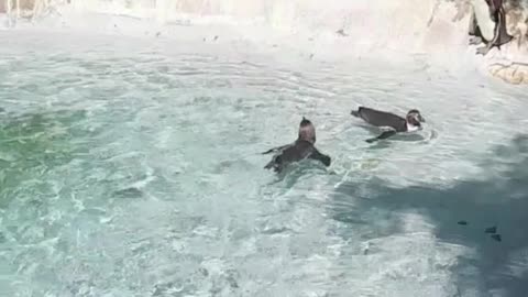 penguins