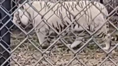😂 The Donkey Wanted Attention Too! Cute Animal Antics | FunFM