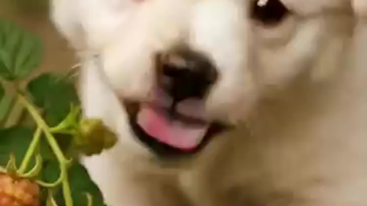 Puppy Eats Raspberry& BECOMES One!