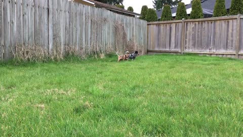 pups first day - first intro to the yard