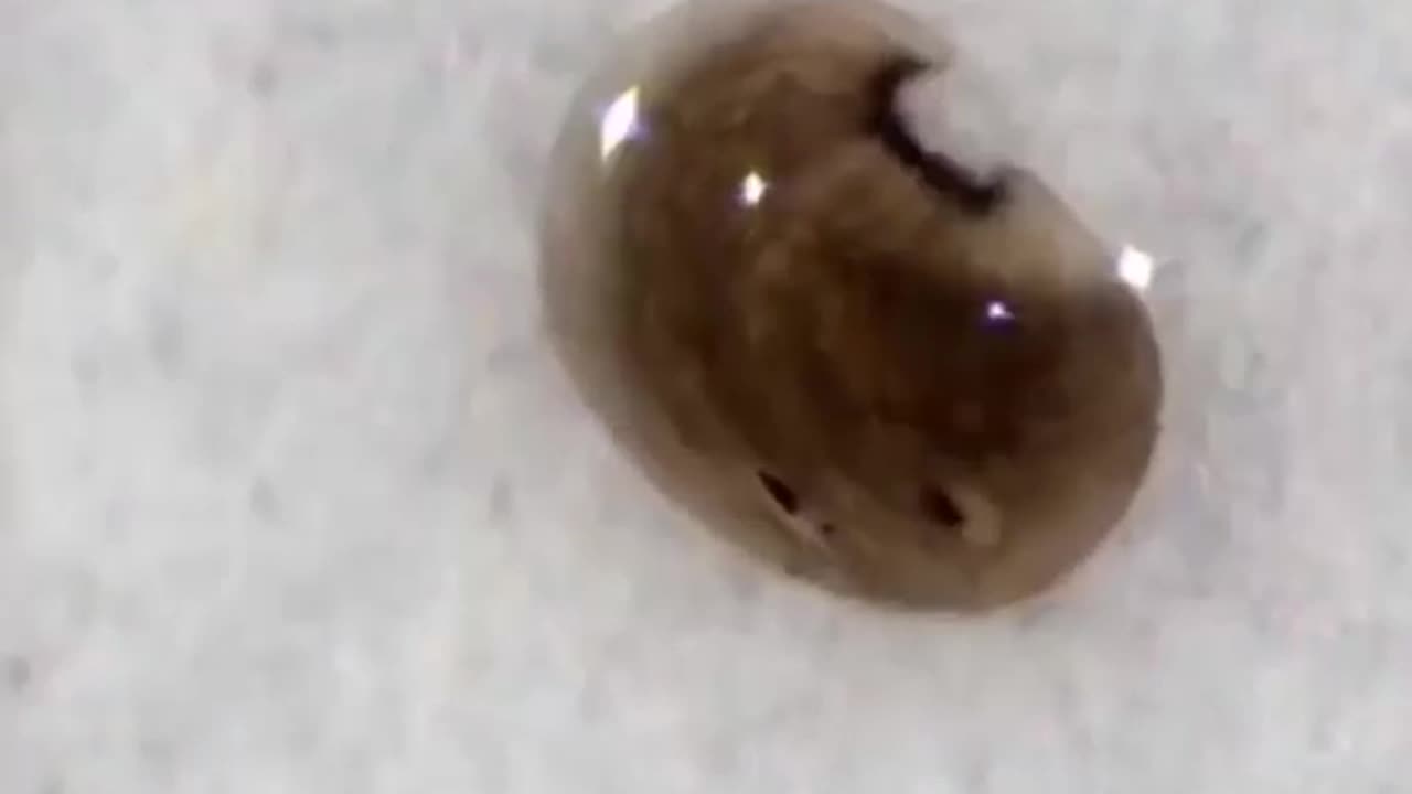 🤯✨ Watch Flatworms Regrow Entire Bodies from a Single Slice! | FeedMyCuriosity