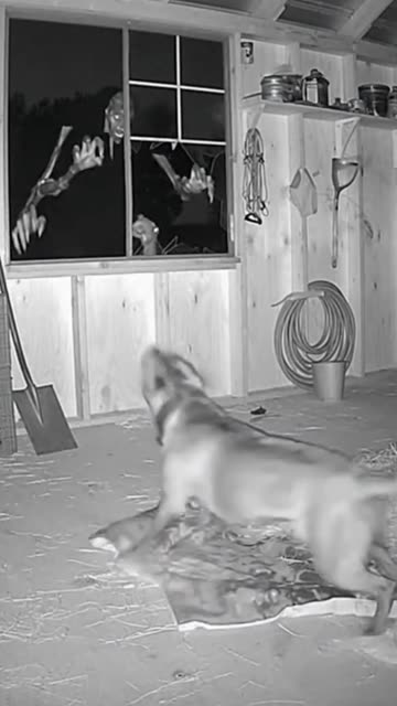 You Won’t Believe What Saw #CCTV #Pitbull #SecurityCamera #DogAlert