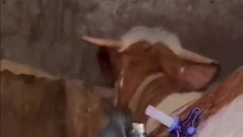 Helping a bloated cow