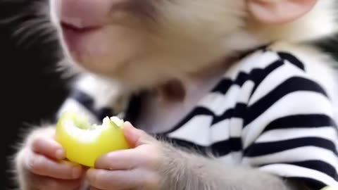 Baby Monkey Enjoys the Most Delicious Meal! Too Cute to Handle! 😍 #Shorts