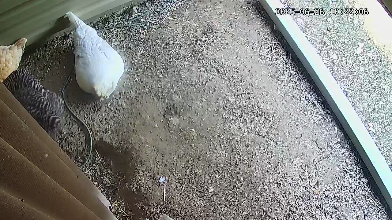 Late Morning Nap In The Shade!