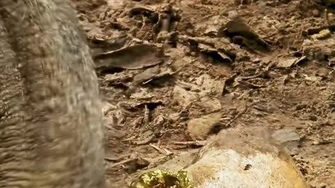 #wildlife #animalsworld #animalslifestyle