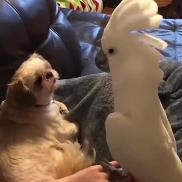Cockatoo Tells Life Story to His Dog Friend