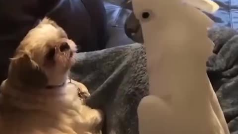 Cockatoo Tells Life Story to His Dog Friend