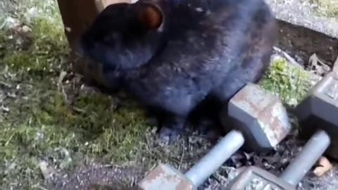 I am looking at a rabbit.