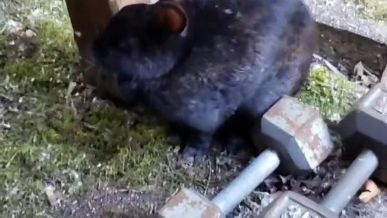 I am looking at a rabbit.
