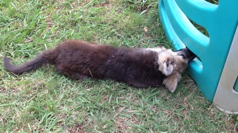 Puppy Play House