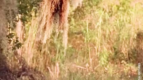 VITAMINA: Essa cobra vai se arrepender de dar o bote