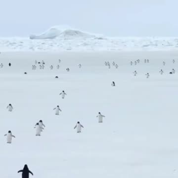 Penguins moving at 5x speed.