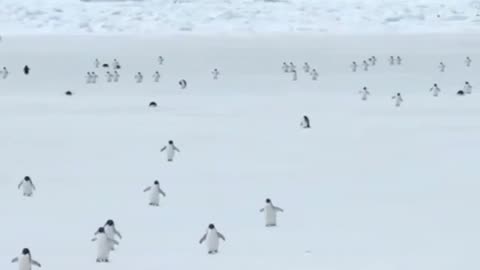 Penguins moving at 5x speed.