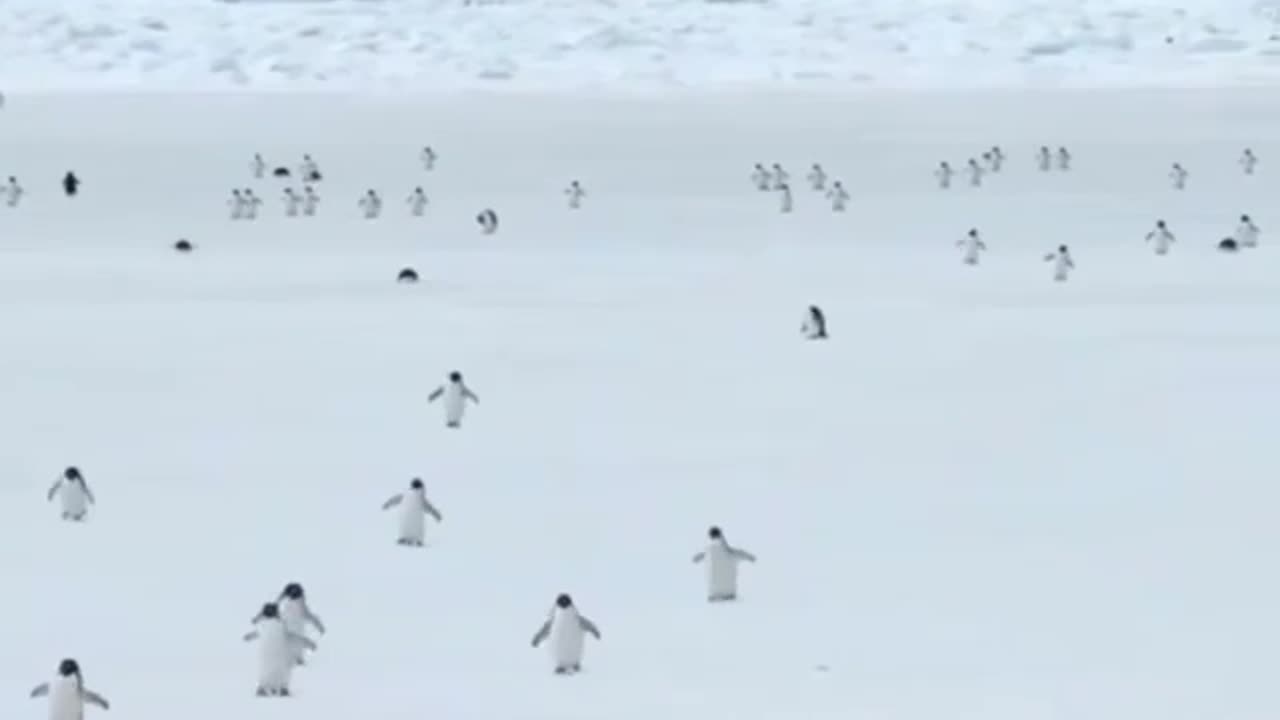 Penguins moving at 5x speed.