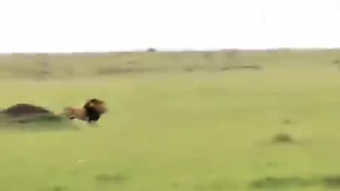 animals