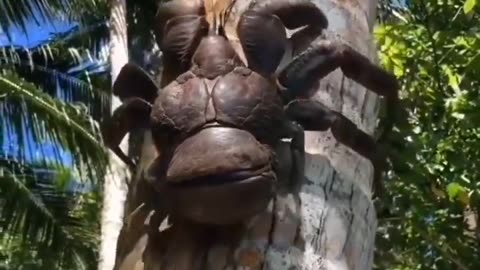Coconut Crab spotted on a tiny remoted island of pohnpei 🦀🌴