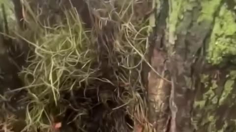 "Come with me!"🐿She's showing her babies!!😻💕