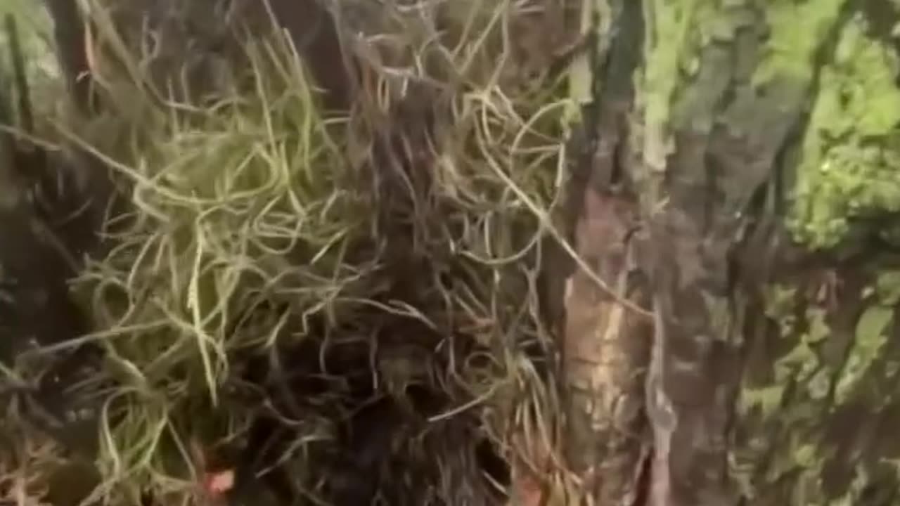 "Come with me!"🐿She's showing her babies!!😻💕