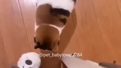 Funny cats