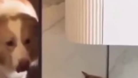 perro-enseña-a-gato-a-beber_cattalescentral