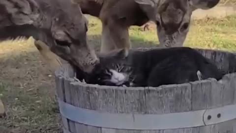 Deer cleaning cat