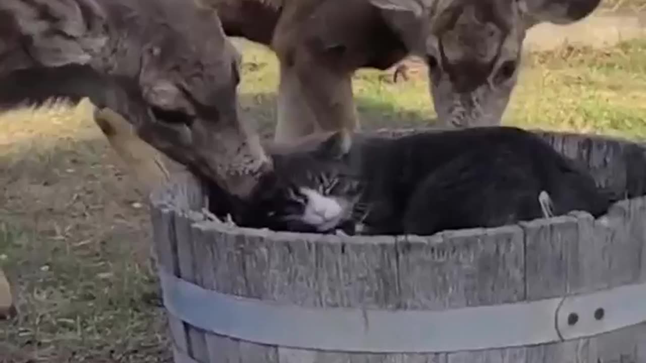 Deer cleaning cat