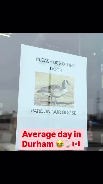 Canada geese think they own the country 🤣