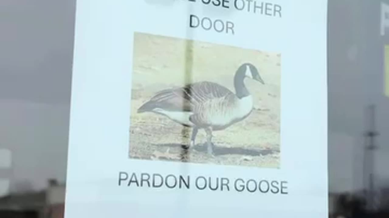 Canada geese think they own the country 🤣